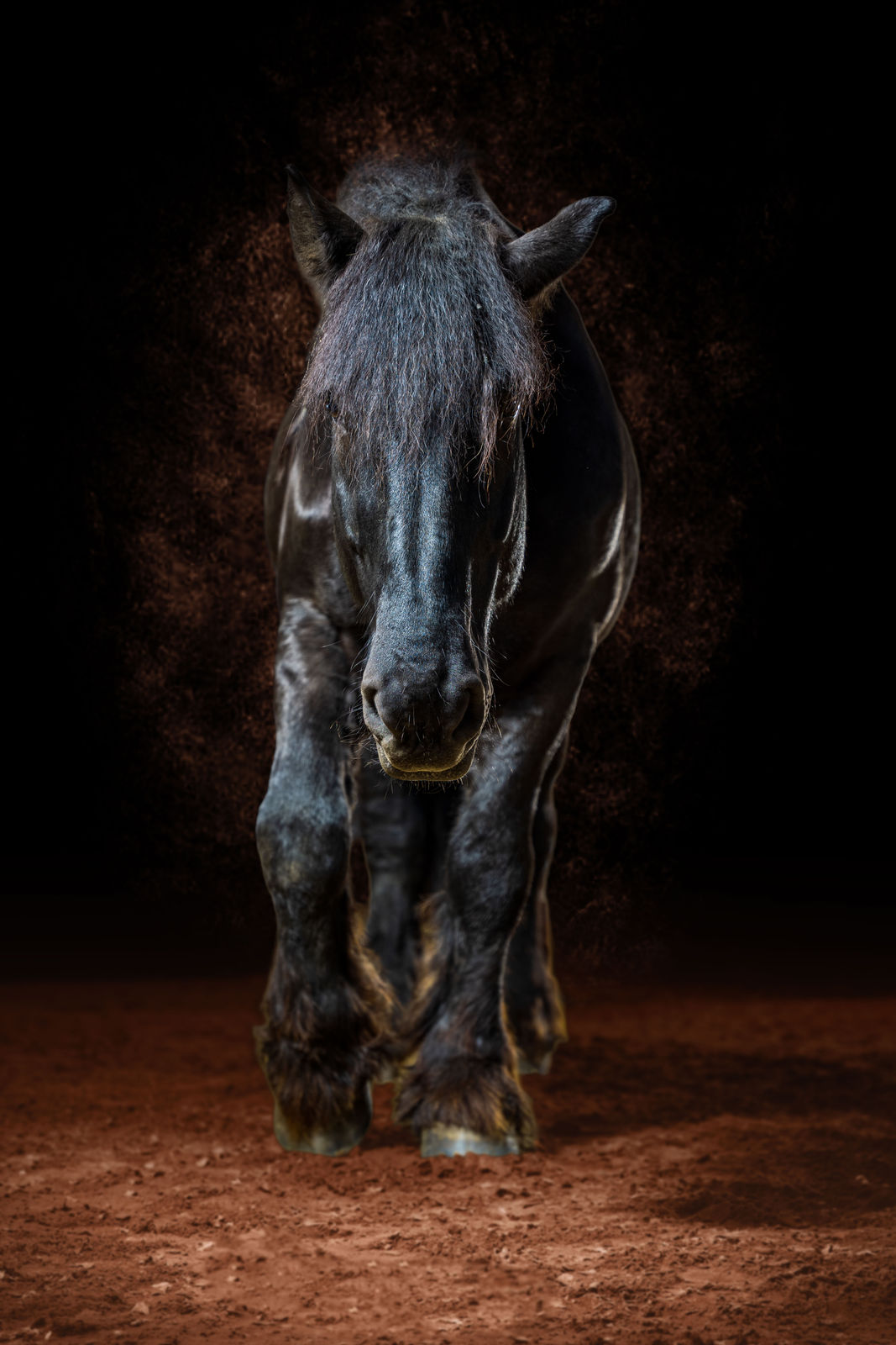 Schwarzes Pferd als Ganzkörperporträt in der Reithalle