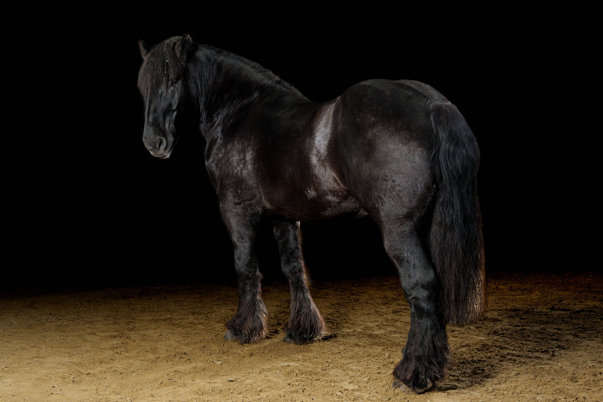 Schwarzes Pferd frei stehend in der Stallgasse