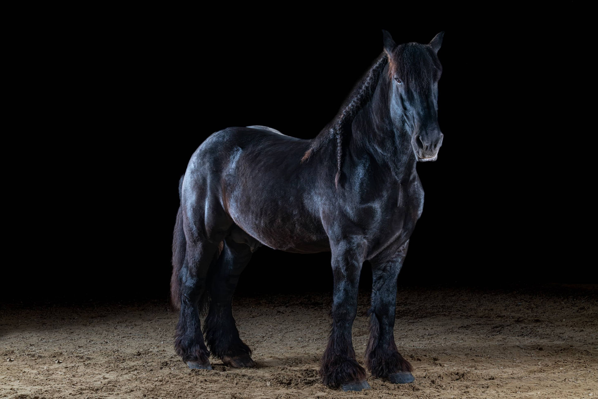 Schwarzes Pferd mit geflochtener Mähne in der Reithalle