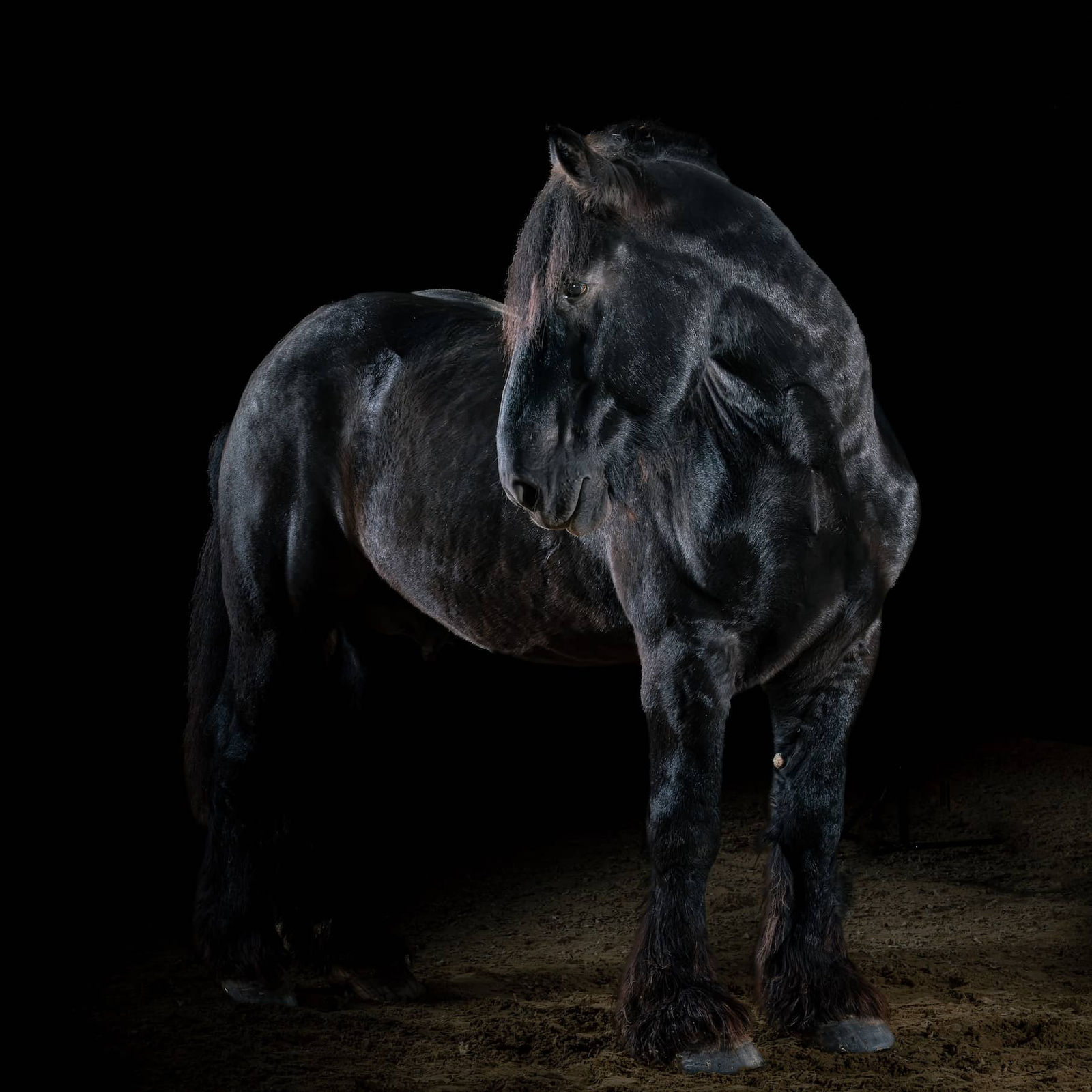 Kraftvolles schwarzes Pferd vor dunklem Hintergrund