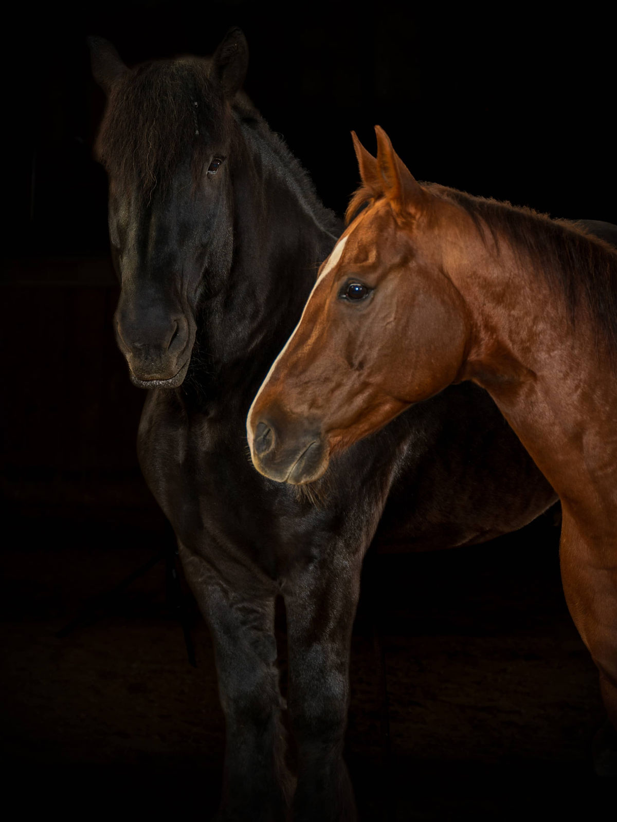 Braunes und schwarzes Pferd in einem ruhigen Moment am Stall