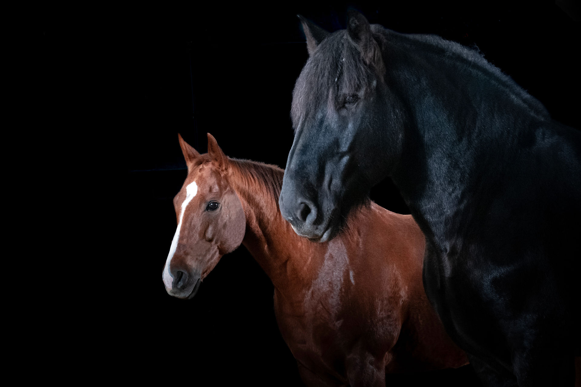 Braunes und schwarzes Pferd gemeinsam vor dunklem Hintergrund